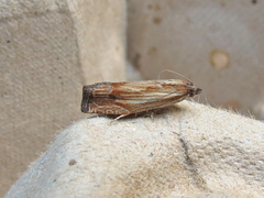 Eucosma umbrastriana