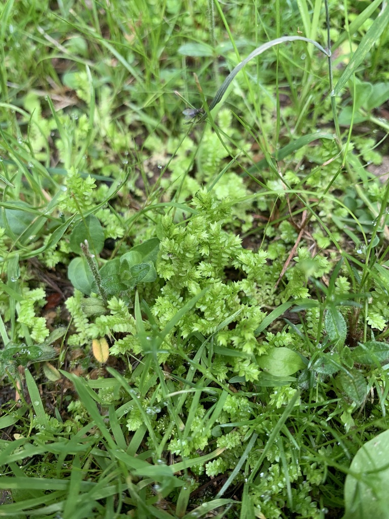 meadow spikemoss from Rifle Camp Park, Woodland Park, NJ, US on June 12 ...