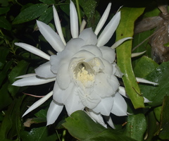 Epiphyllum oxypetalum