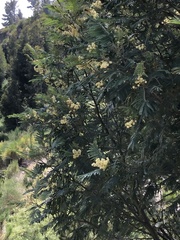 Acacia mearnsii image