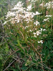 Clematis lathyrifolia