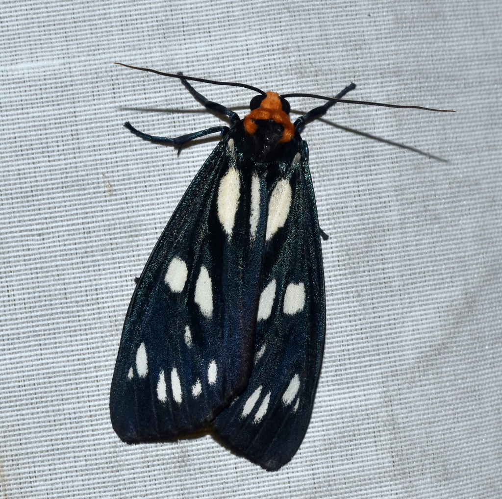 Macrobrochis