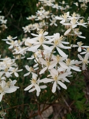 Clematis lathyrifolia