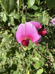 Lathyrus grandiflorus