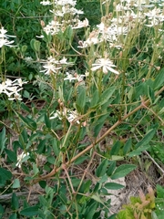 Clematis lathyrifolia