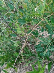 Clematis lathyrifolia