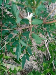 Clematis lathyrifolia