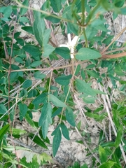 Clematis lathyrifolia