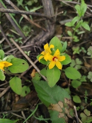 Lysimachia tashiroi