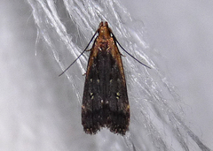 Dichomeris costarufoella