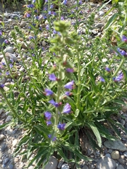 Echium vulgare