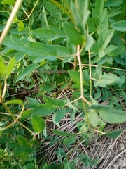Clematis lathyrifolia