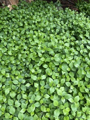Hybanthus concolor