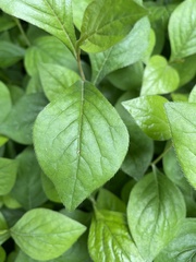 Hybanthus concolor
