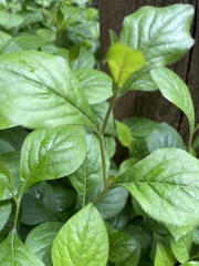Hybanthus concolor