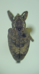 Conotrachelus affinis