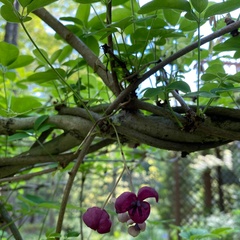 Akebia