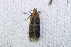 Dichomeris costarufoella