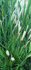 Melica transsilvanica