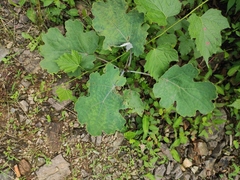 Macleaya cordata