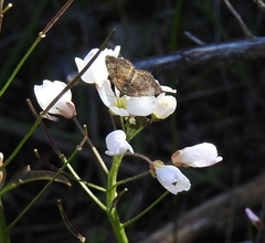 Epirrhoe plebeculata