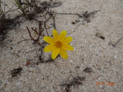 Bidens cabopulmensis