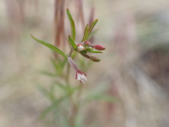 Epilobium foliosum