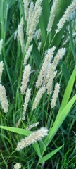 Melica transsilvanica