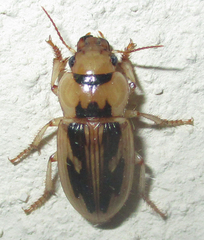 Bradybaenus opulentus