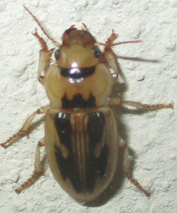 Bradybaenus opulentus