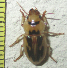 Bradybaenus opulentus
