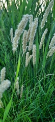 Melica transsilvanica