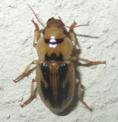 Bradybaenus opulentus