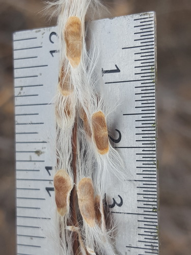 Chilopsis linearis