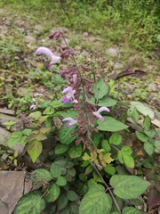 Salvia bowleyana
