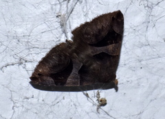 Bastilla arcuata