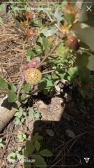 Andricus vacciniifoliae