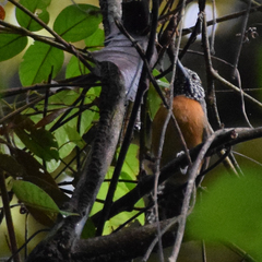 Pheugopedius rutilus