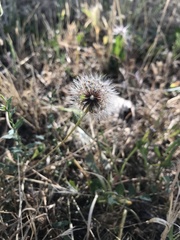 Cichorieae