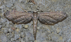 Protoproutia laredoata