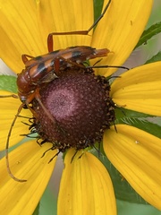 Strangalia sexnotata