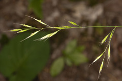 Festuca occidentalis