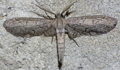 Glaucina erroraria