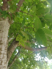 Carpinus caroliniana