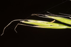 Festuca occidentalis