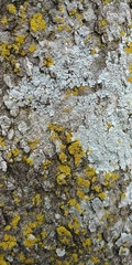 Candelaria concolor