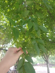 Carpinus caroliniana
