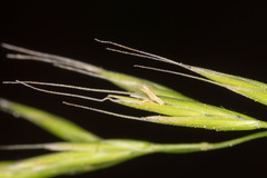 Festuca occidentalis