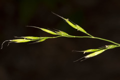 Festuca occidentalis