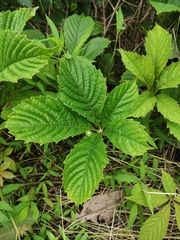 Parthenocissus laetevirens
